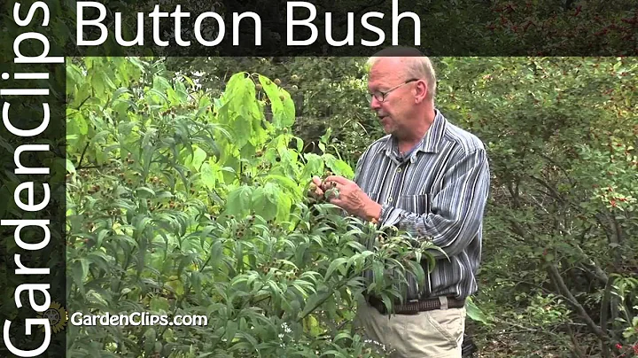 Buttonbush -- Cephalanthus occidentalis - How to g...