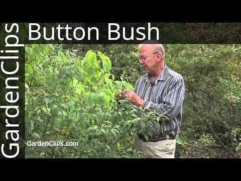 Video: Buttonbush Plant Info - Erfahren Sie mehr über den Anbau von Buttonbush-Sträuchern