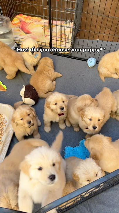 When you know, you know 🥹 #dogshorts #goldenretrieverpuppies #cute #puppylove #loveatfirstsight