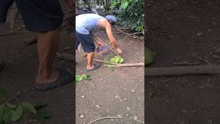 Harvesting soursop fruit in the garden next to the house