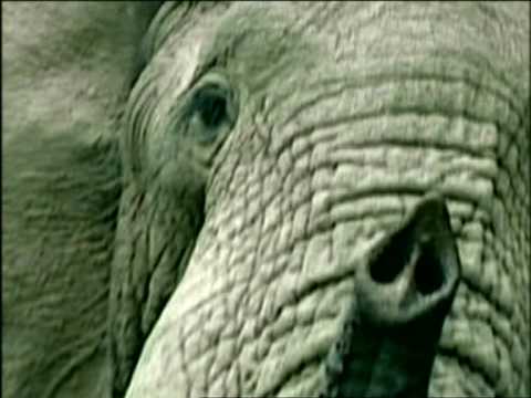 Killer Elephants, Biblical Lions, Australian Bigfoot.