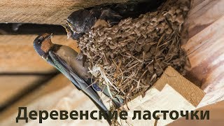 Деревенские ласточки на гнезде.