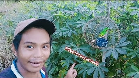 mikat burung serindit dengan cara mudah dan simpel cukup dengan cara ini langsung dapat