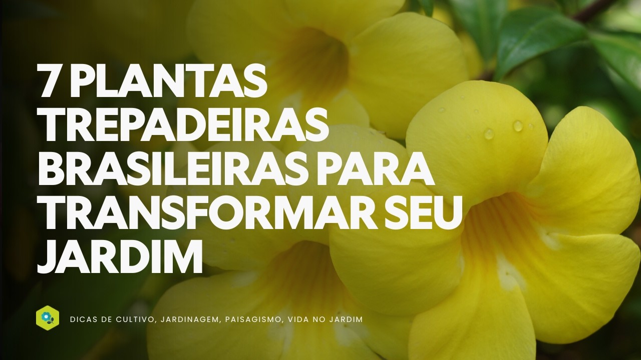 7 PLANTAS TREPADEIRAS BRASILEIRAS PARA TRANSFORMAR SEU JARDIM