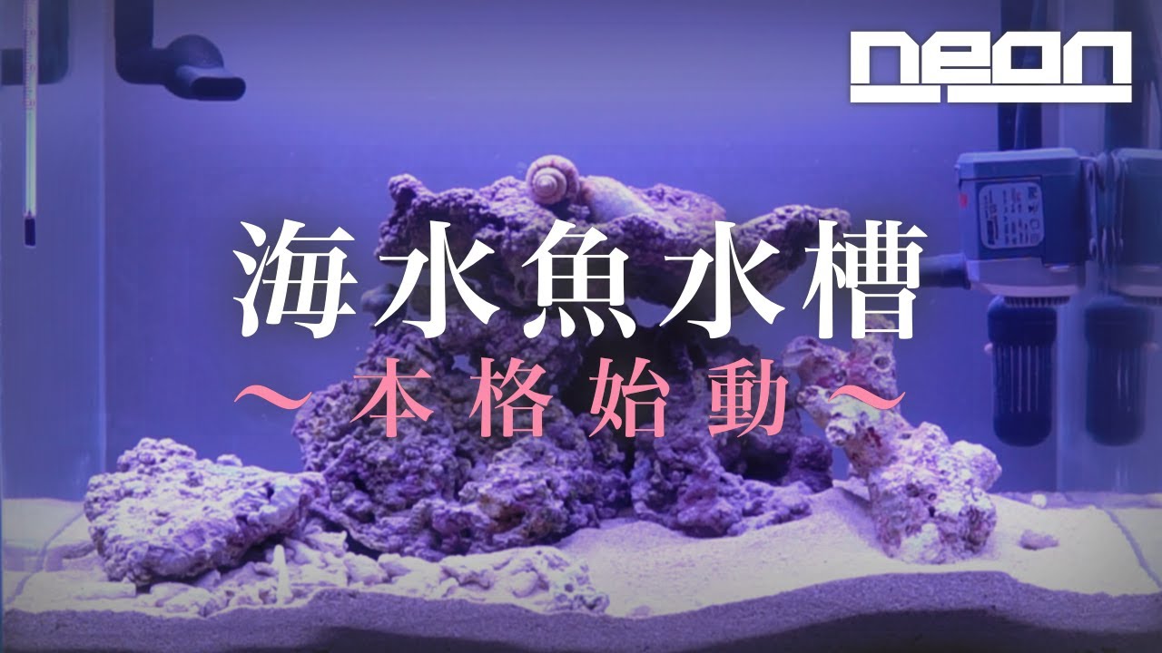 【本格始動】とうとう海水魚水槽がアップグレードしました！立ち上げします！【 ne0n 】 