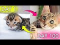 How baby kitten infinity grows 014 weeks before and after timeline 