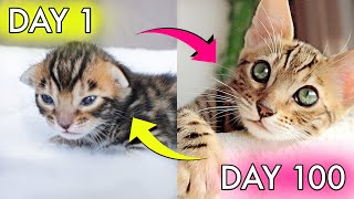 How Baby Kitten Infinity Grows: 0-14 Weeks! BEFORE AND AFTER TIMELINE 😻