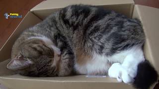 Funny Cats love boxes by Funny World 319 views 5 years ago 3 minutes, 25 seconds