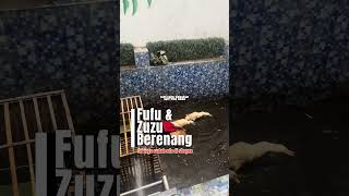 Fazi farm Sidoarjo | 0819 1903 5000