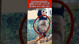 말레이시아 공주, 누안누안 중국에서 누더기 몸이 되다 #funny #funnyvideo #panda #大熊猫暖暖 #말레이시아 판다 #판다 누안누안 #funnycomedy