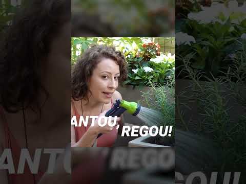 Vídeo: Alecrim Florido Rosa: Cultivando Alecrim Rosa no Jardim