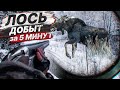 ОХОТА НА ЛОСЯ. Добыли лося за 5 МИНУТ. Только встали на номера и Лось вышел.