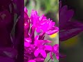 1 юни 2026 г.Пирамидален салеп, Orchis