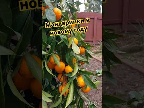 #урожай #harvest #шортс #shorts #short #новыйгод #мандарин #огород #сад #shortvideo #youtubeshorts