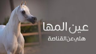 افخم شيلة عين المها هلي عن القناصة 2023 اداء صوت متعب الخيل