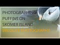 Wildlife Photography - Photographing Puffins up close in Skomer, Wales