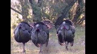 Bow Gobbler Grand Slam - Dick Kirby - Texas Turkey Hunt