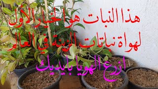 نبات الشمع أو الهويا حديث العالم!!  أزرع بنفسك HOYA PLANTS