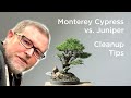 Bonsaify | Why Grow Monterey Cypress Bonsai? | Bonsaify Minute