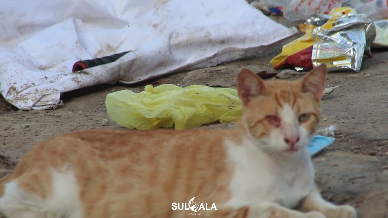There are so many homeless cats and dogs in Gaza - YouTube