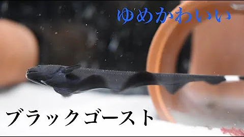 ブラックゴーストにおすすめの隠れ家 Mp3