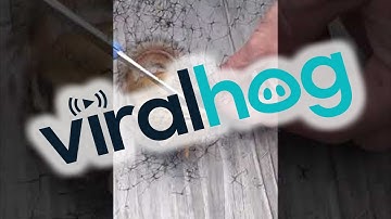 Saving Chippy || ViralHog