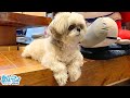 配達員さんすきすぎてグズるシーズー犬がこちらです