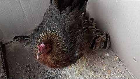 Me Nyuam Qaib Dib 1/8/2020