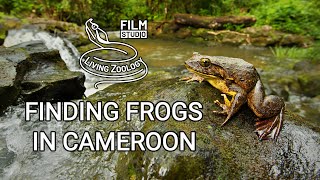 Frösche in Kamerun finden (Tierdokumentation von Living Zoology)