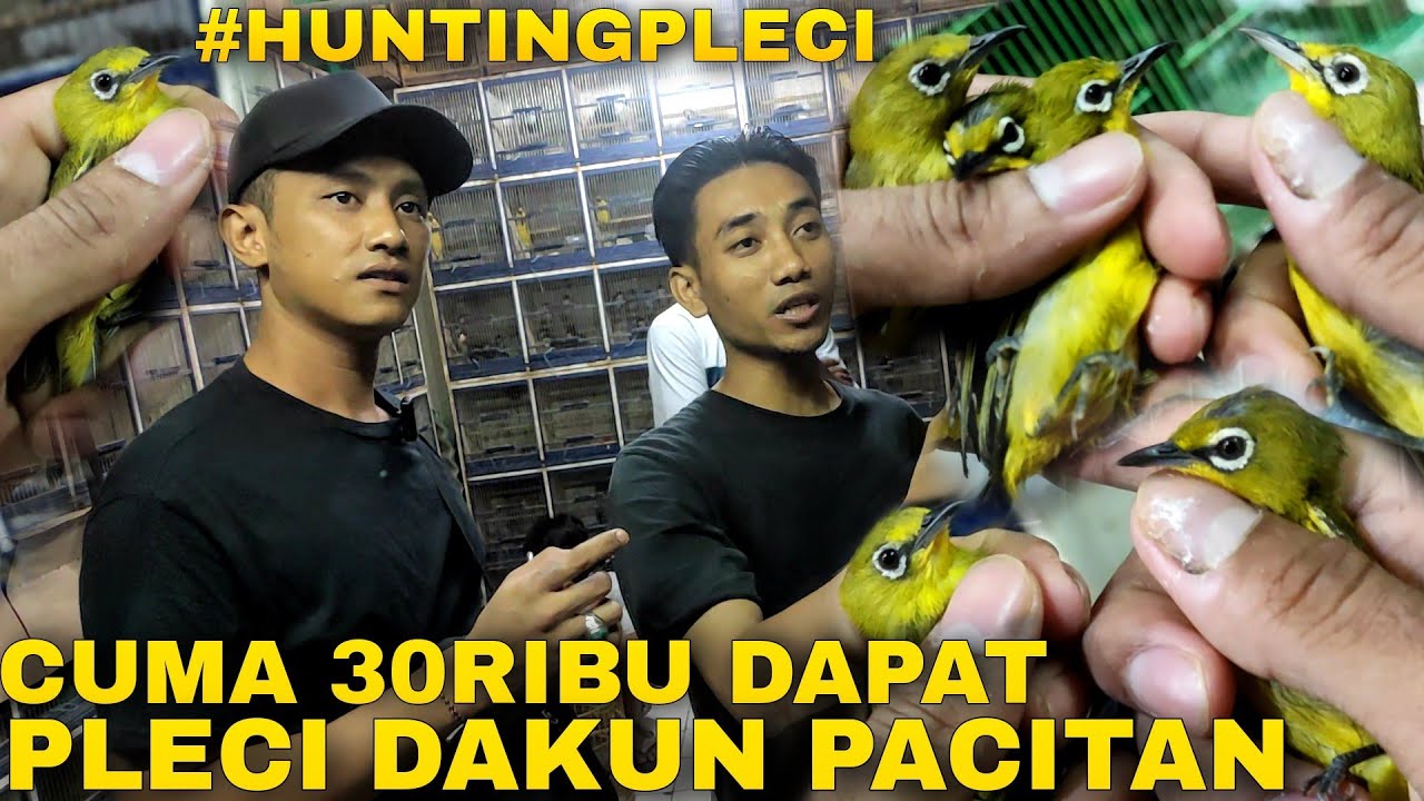 Охота на птицу Дакун Плечи, цена 30 тысяч индонезийских рупий на птичьем рынке Прамука