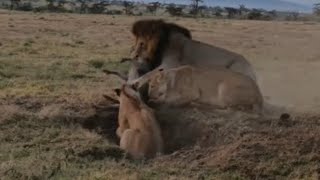 lioness catching a warthog from burrow but stealing by male lion video 