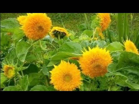 Video: Dekorativni suncokret - uzgoj