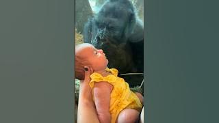 They never expected this gorilla to do this 👏