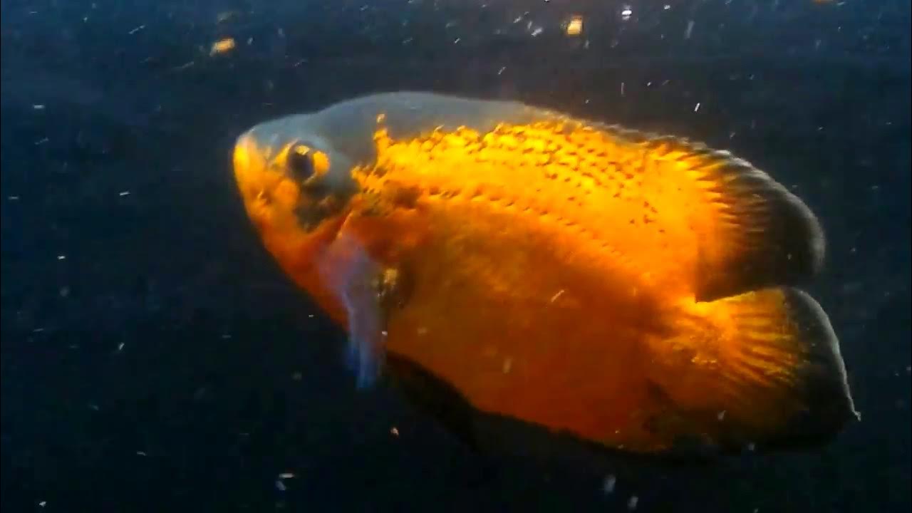 Jack Dempsey cichlids, Oscar Red, Rotkeil Severum YouTube
