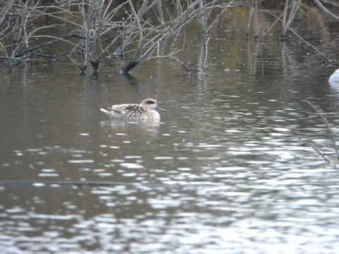 Marbled Duck - Speyside Wildlife, Almeria 2009