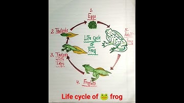 Life cycle of 🐸 frog#youtube #shorts #neet#biology