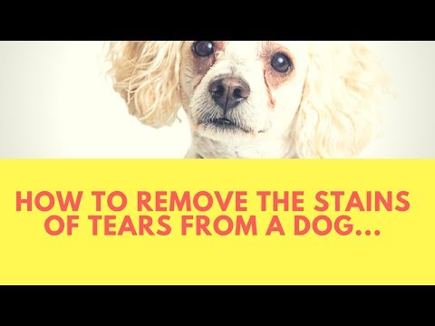 How to Remove the Stains of Tears from a Dog