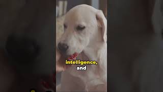 Fascinating Labrador Retriever Facts #labradorretriever  #dogfacts  #dogbreed
