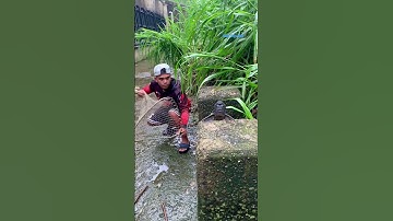 Cá Lớn - bắt Cá Lau Kính Khủng mắc kẹt 😱 #khacthuyvlogg