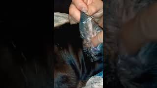 dog doglover dogcare  dogearinfection animals dogs earinfection yeastinfection petcare