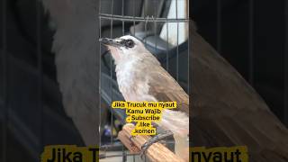 Download Lagu Wajib Subscribe #pancingantrucukan #trucukgacor #trucukgaruda #trucukropel #ropeltrucukan #viral MP3