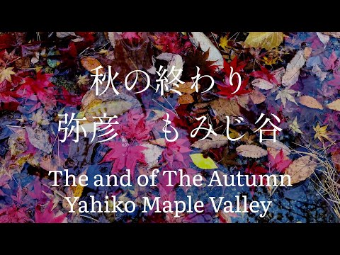 新潟県観光 秋の終わり 弥彦 もみじ谷  The End of the Autumn Yahiko Momiji Valley Niigata Japan