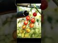 The Smartest Way to Pick Tomatoes? 🍅🤖