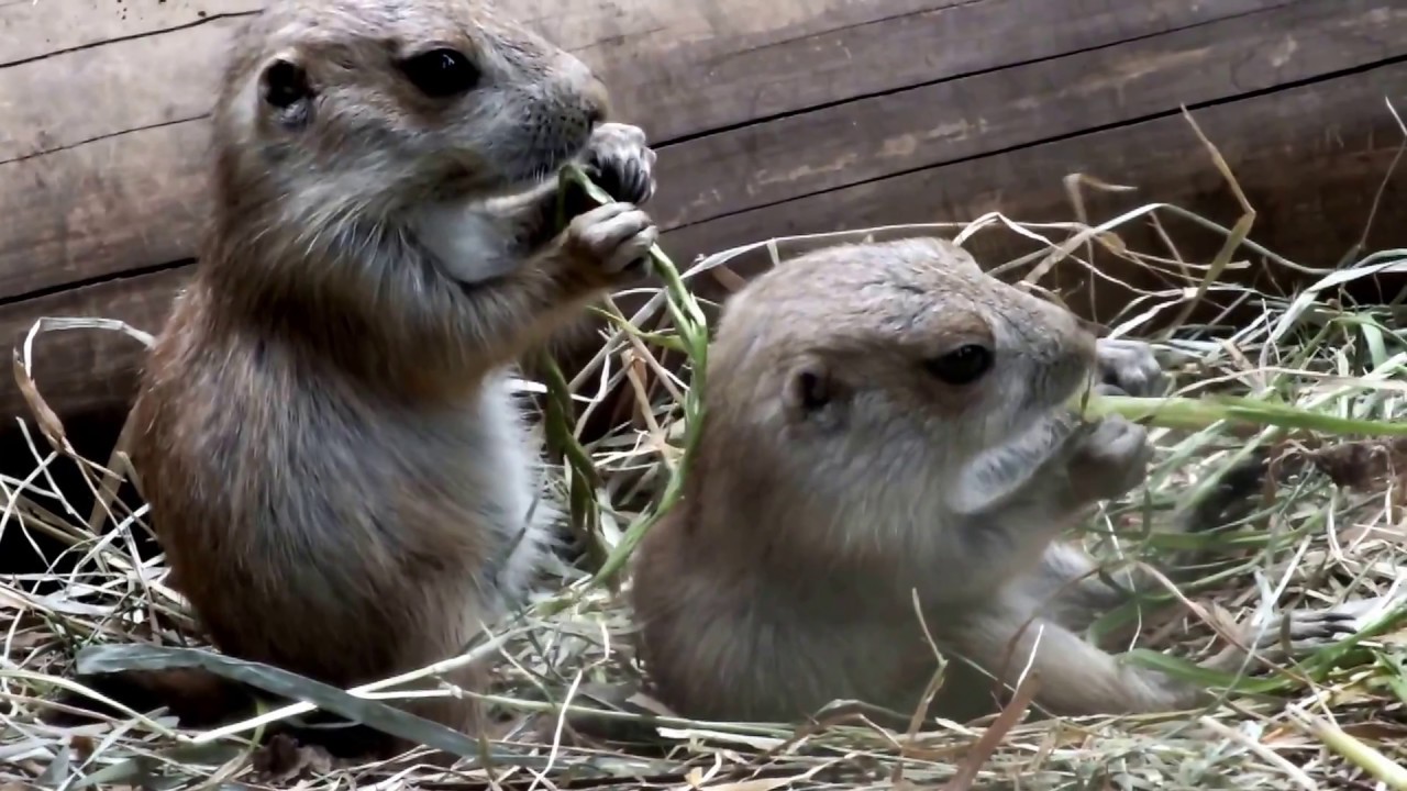 kawaii emoticons #08. Very duet! Baby Prairie dogs.Ueno Zoo.可愛いプレーリードッグの赤ちゃん。上野動物園。