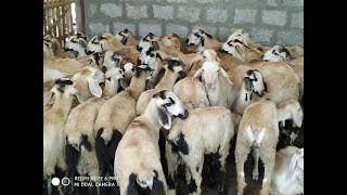 2.குறுகியகால வருமானம் செம்மறி கிடா வளர்ப்பு/ Short time Income from Male Sheep Rearing -part-2