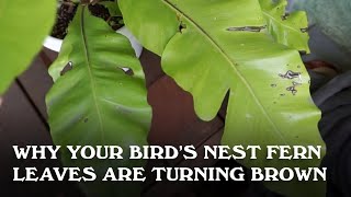 Why your Bird's Nest Fern leaves are turning brown.