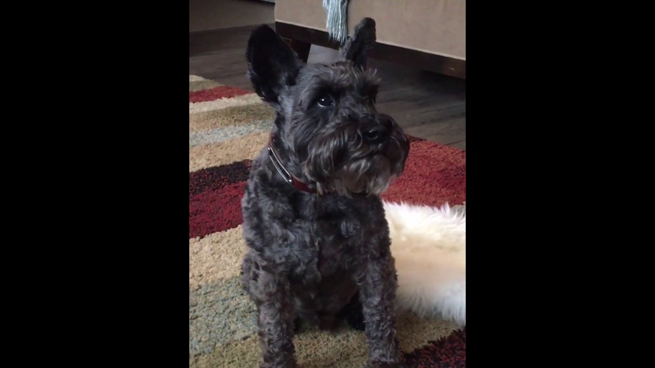 Life Of Ty January 2017 YouTube life-of-ty-january-2017-youtube