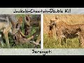 Serengeti Jackals and Cheetah kill Gazelle and its Baby (4K)