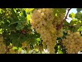 العنب البناتي اورجانيك بمنطقة غرب المنيا بعد إضافة السماد الحيوي اس جي إم S G M وطفرة إنتاجية عالية 