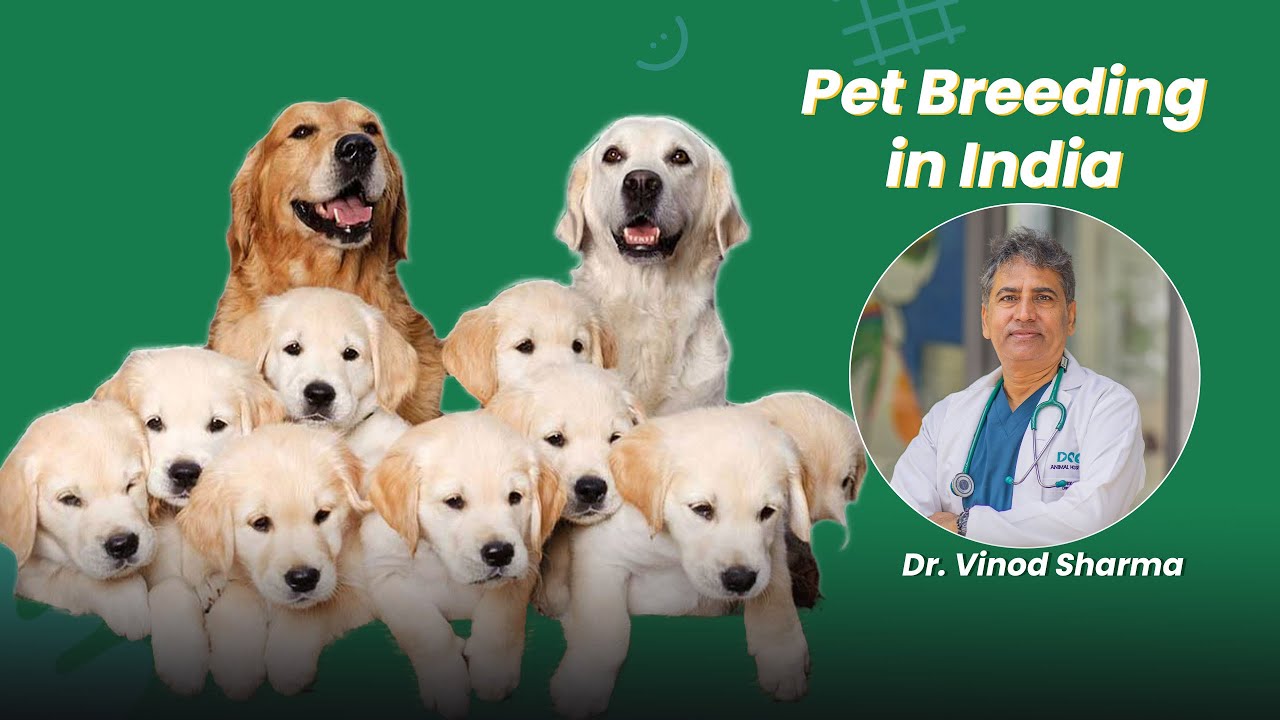pet-breeding-in-india-dr-vinod-sharma-youtube